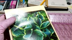 ДЕШЕВАЯ ХОСТА ИЗ СВЕТОФОРА.ДАВАЙТЕ ПОСМОТРИМ ЧТО ВНУТРИ