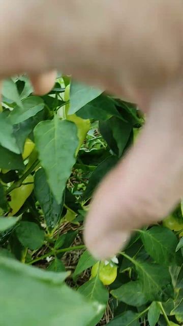 перец урожай смотреть онлайн