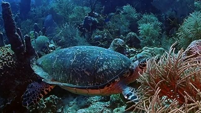 Roatan Trip April 9th - 15th, 2023 смотреть онлайн