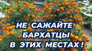 5 мест в огороде, куда не стоит сажать БАРХАТЦЫ!