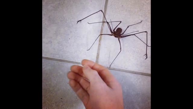 Giant Whipscorpion ! смотреть онлайн