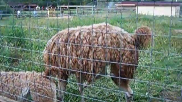 Лама смотреть онлайн