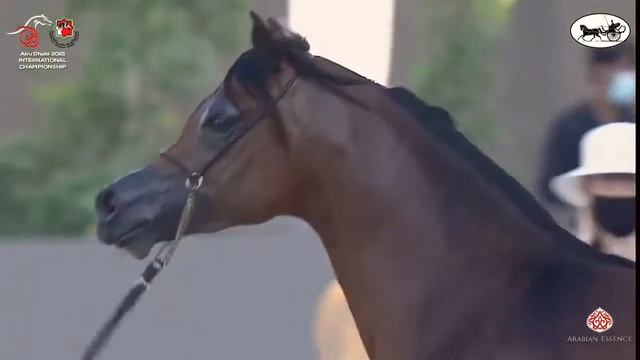 N 208 AHM MOTGATRES Abu Dhabi International Arabian Horse Championship 2021 Colts 2 Years Old C смотреть онлайн