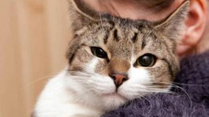 Фронтовые коты