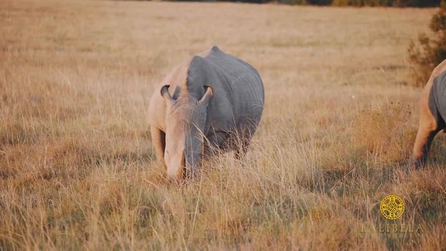 Lalibela Game Reserve смотреть онлайн