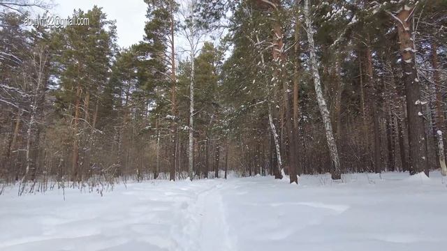 Зимний лес смотреть онлайн