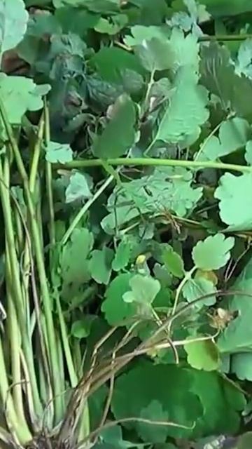 Настой из чистотела. #чистотел #травы смотреть онлайн