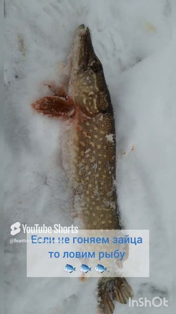 Если не гоняем зайца то ловим рыбу 🐟 🐟 🐟. #рыбалка #fishing #щука#охотасгончей#топ #hunting #tro смотреть онлайн
