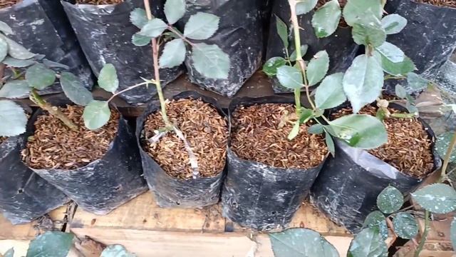 Plant Nursery Visit, Dahlia Flower Special & Hibiscus Thai variety смотреть онлайн