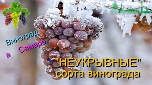 Неукрывные сорта винограда