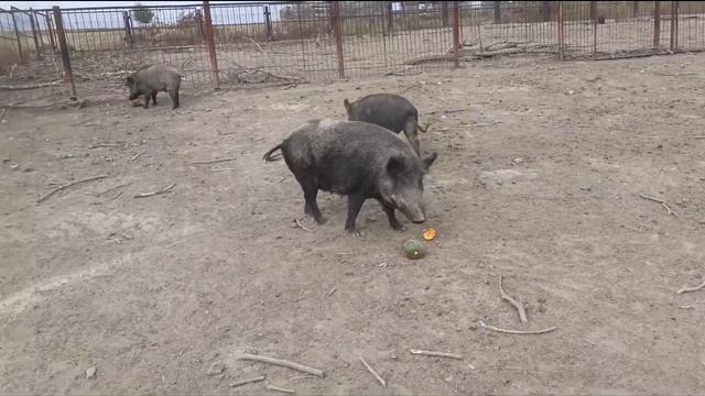 Дикие друзья...)))) смотреть онлайн