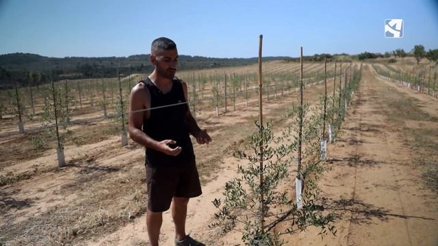 Podar olivos смотреть онлайн