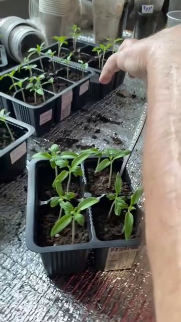 Томаты. Пикировка.