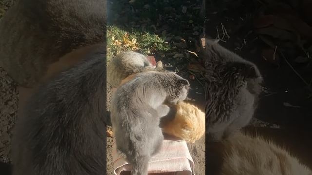 Семейство отдыхает смотреть онлайн