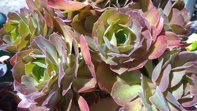 №86 Эониумы. Взрослые растения в моей коллекции