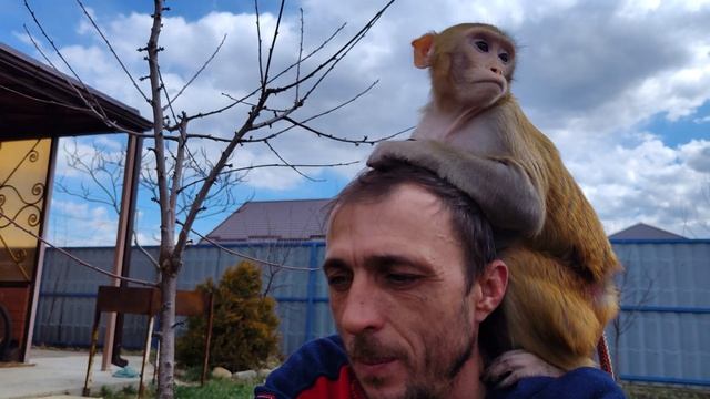 8 марта на улице с обезьянками , гуляем, играем, общаемся