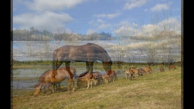 Лошадки смотреть онлайн
