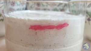 ПШЕНИЧНАЯ ЗАКВАСКА из ржаного стартера _ ВЫВОДИМ НАТУРАЛЬНУЮ СУПЕР ЗАКВАСКУ для ХЛЕБА за 8 ДНЕЙ _ 4K