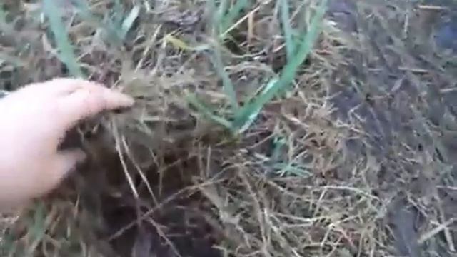 СУПЕР ГРЯДКА!!! Мульчирование смотреть онлайн