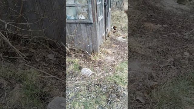 Полтора килограмма шеек притоптали за 2 минуты смотреть онлайн