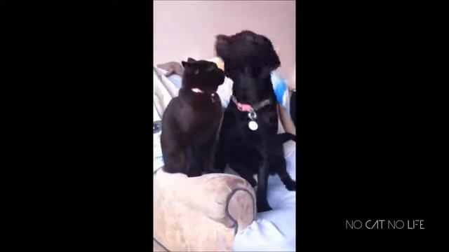Приколы с животными Подборка приколов Смешные собаки Смешные коты 2017 и Попугаи смотреть онлайн