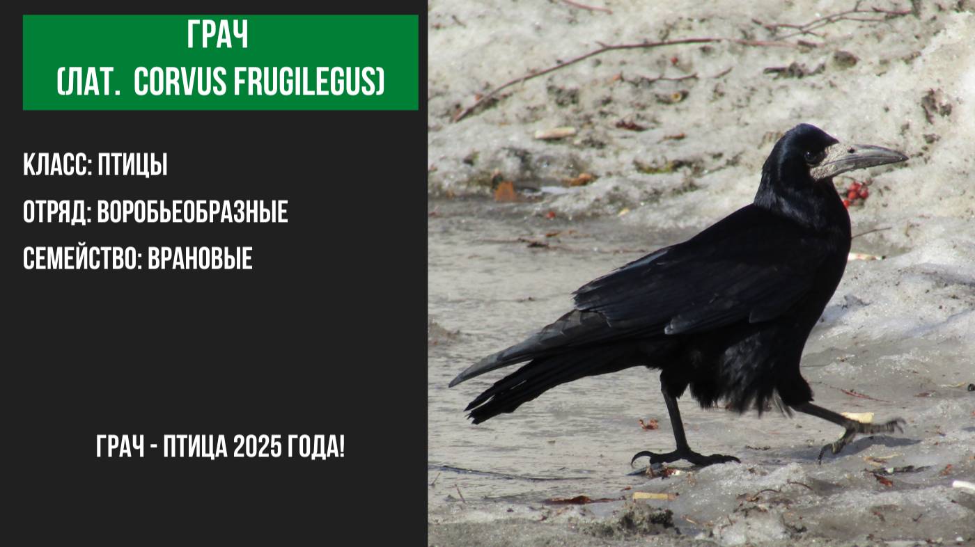 Грач - Птица года 2025