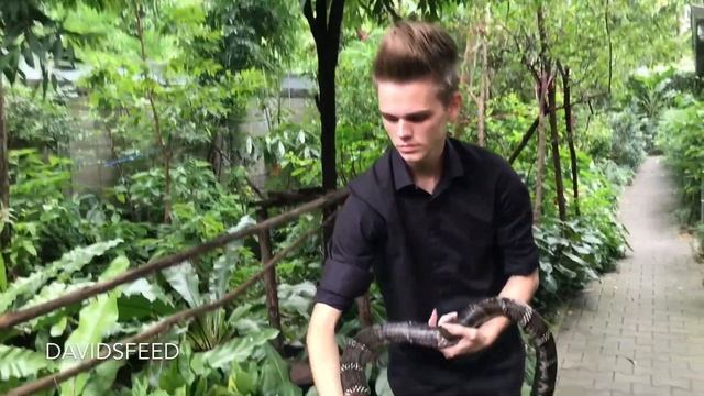 Northern Thai King Cobra handling смотреть онлайн