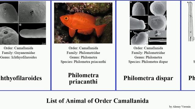 List of Animal of Order Camallanida philometra worm rara crassus dispar insignis fasciati Jams смотреть онлайн