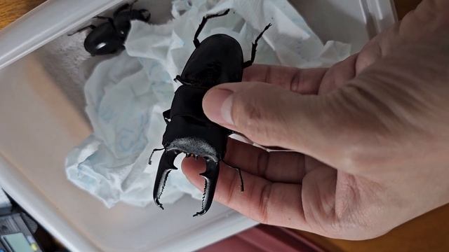 Dorcus titanus castanicolor смотреть онлайн