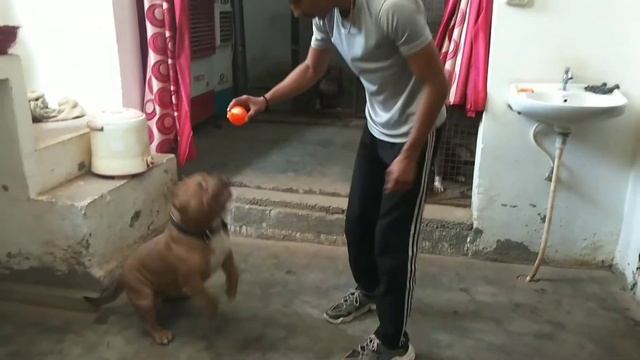 PRICE OF AMERICAN BULLY IN INDIA? 💰😍 MICRO SIZE OR POCKET SIZE / BULLZ KENNEL SANGRUR #dogs #market