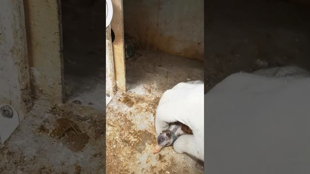 Голуби. Птенцы белохвостые смотреть онлайн