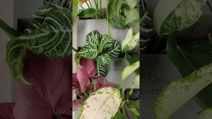 Аэропонная установка "ЭКOСОPOКИ".