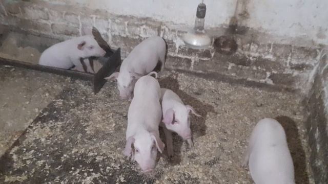 22.03.2025 Поросята