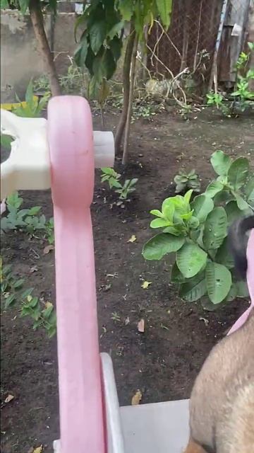 Funny moments of baby monkey #4 #shorts смотреть онлайн