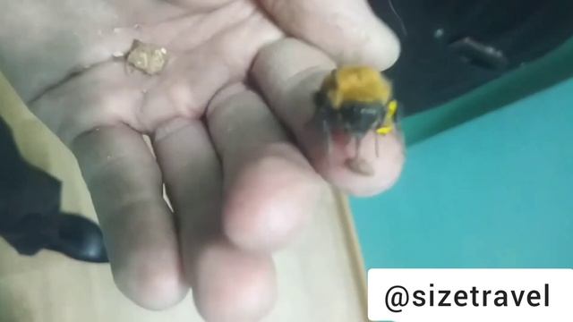 Пчела | спасение Пчеловод | Songs #спасение #titan #пчела #bee #honey смотреть онлайн