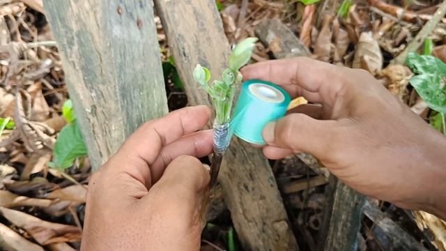 Best Natural Banana Hormone For Guava Tree Grafting | Double Grafting on One Tree смотреть онлайн