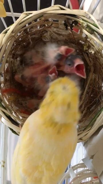 Кормление Птенцов канарейки￼.#Завтрак￼ смотреть онлайн