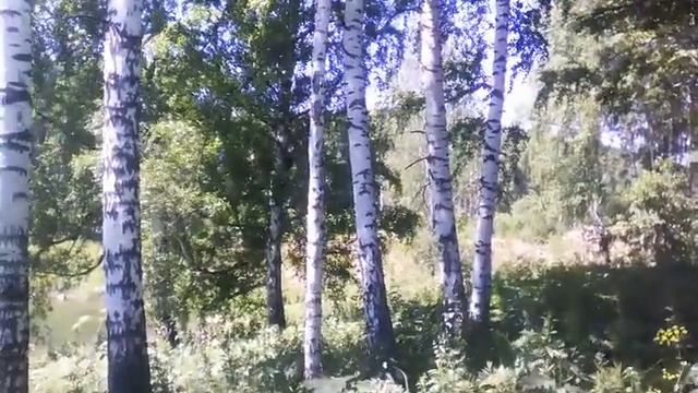 медвежонок смотреть онлайн