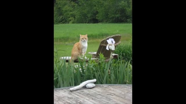 Pets and People - May 2015 Euthanasia : Dr. Peter Foley смотреть онлайн