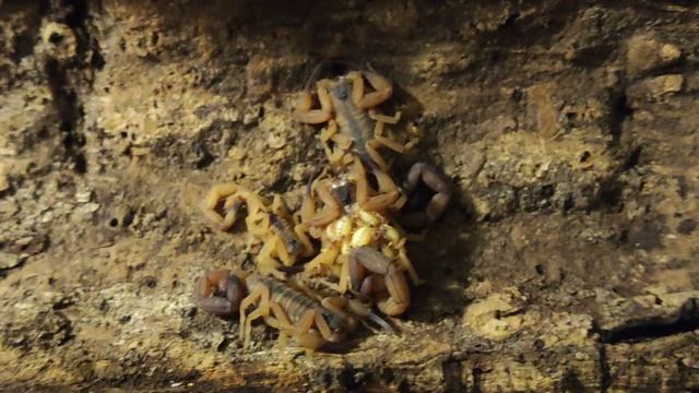 BIOLUMINESCENCE IN SCORPIONS🦂 смотреть онлайн