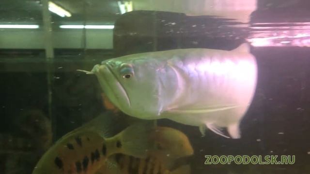 Арована американская белая или серебряная арована (silver Arowana, White Silver Arowana)