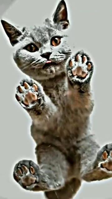 cute videos #shorts #funnyvideo #memes #cute смотреть онлайн