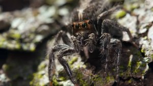 Пауки видят цвет иначе?