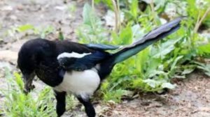 22 марта - Сороки, Сорок Сороков. Традиции и приметы