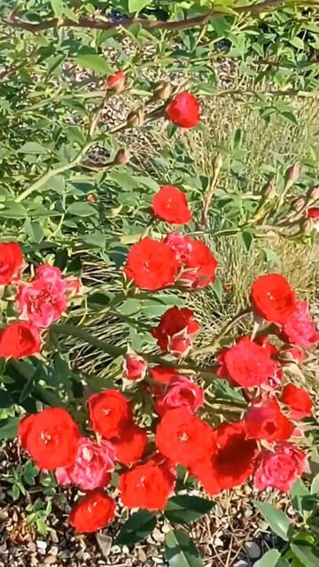 Миниатюрная роза.#природа #красота #2024 #лето смотреть онлайн