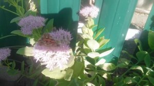 Седум видный Бриллиант