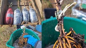 Где я покупаю клематисы. Первая посылка из Агротеха.