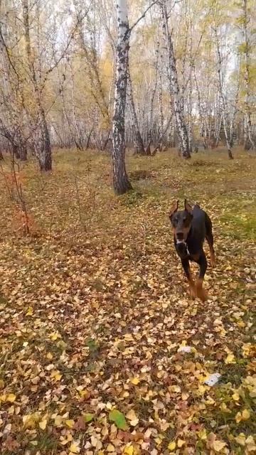 #доберман #доберманы #собака #собакабарабака #собакадругчеловека #dogs #омск