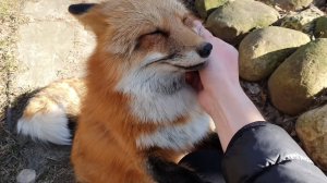 Лиса-Алиса. Лиса не дает делать уборку.