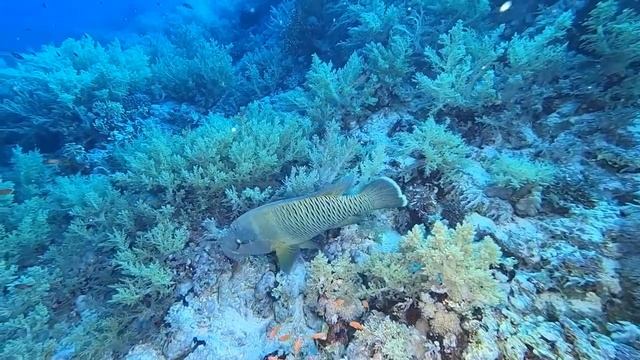 Napoleon fish سمكة نابليون смотреть онлайн